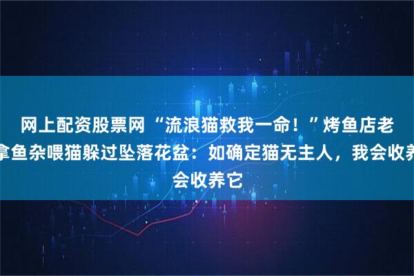 网上配资股票网 “流浪猫救我一命！”烤鱼店老板拿鱼杂喂猫躲过坠落花盆：如确定猫无主人，我会收养它
